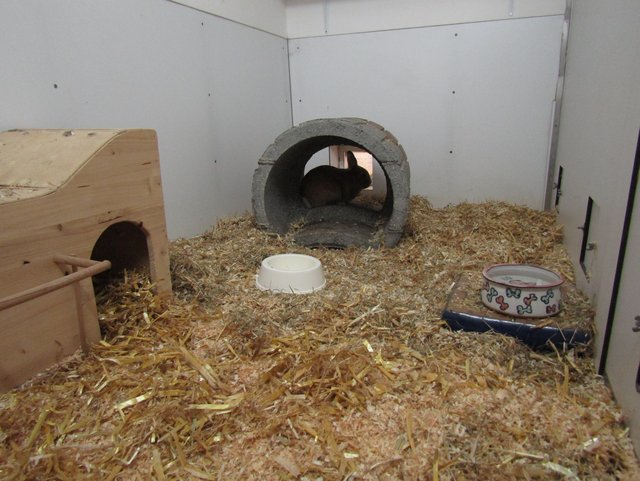 Kaninchenzimmer