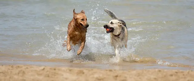 Hunde am Wasser